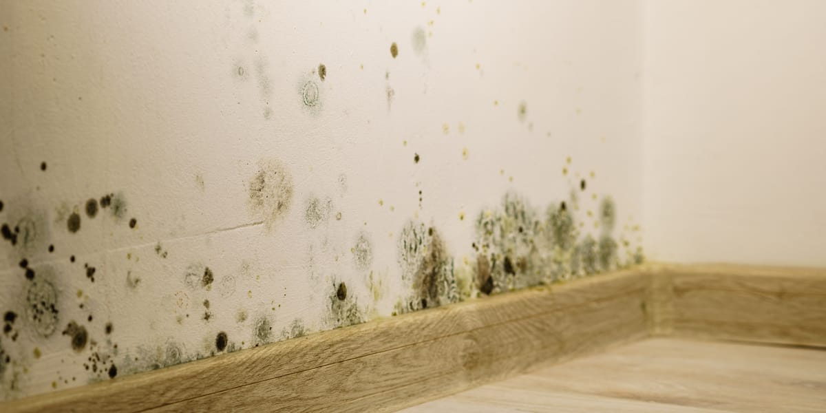 There is active mold growth somewhere in your home, even if you can’t see it. And that means there’s moisture, decay, and potential health risks hiding behind the walls, under flooring, or inside HVAC systems.